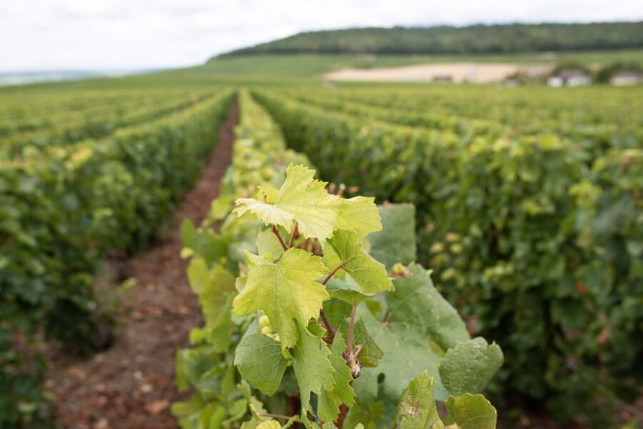 From Reims: Champagne and Family-Run Wineries Tour - Who should book this afternoon?