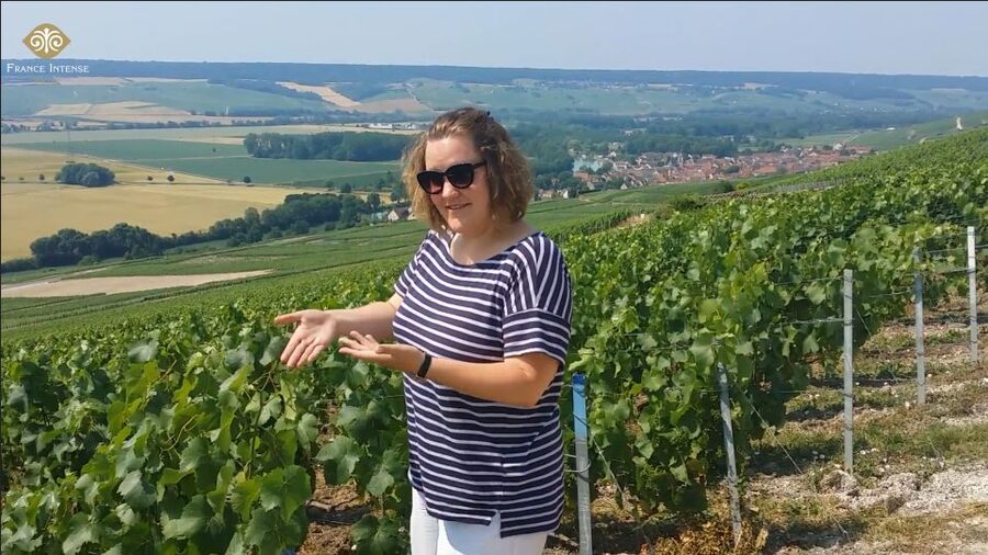 From Reims: Champagne Day Trip to 3 Family Domains & Lunch - Key points at a glance