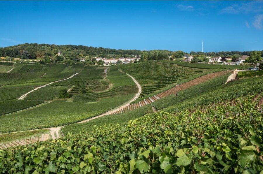 From Reims: Champagne Day Trip to 3 Family Domains & Lunch - Épernay and the Avenue of Champagne