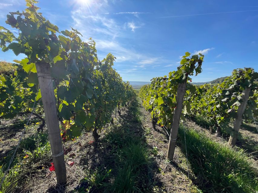 From Reims/Epernay: Champagne half-day tour (small group) - Why Angélique changes the feel of the afternoon