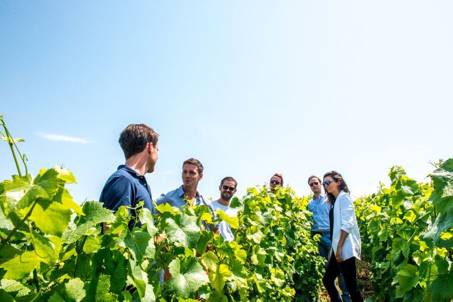 From Reims: Morning Champagne Tour and Tastings - A useful contrast with the major Champagne houses