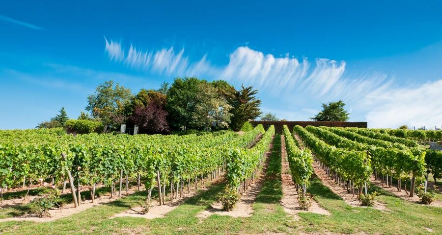 From Tours: Loire Valley Wineries Day Trip with Tastings - Bourgueil and a second look at Cabernet Franc