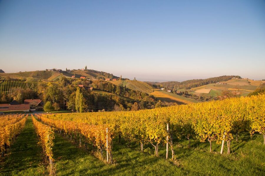 From Tours: Loire Valley Wineries Day Trip with Tastings - From Tours to the first vineyard