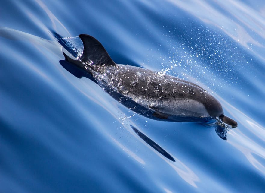 From Villefranche-sur-Mer: Guided Dolphin-Watching Tour - Sailing out from Villefranche-sur-Mer