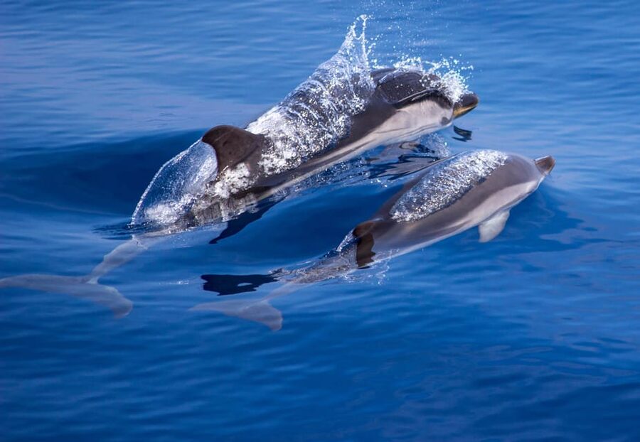 From Villefranche-sur-Mer: Guided Dolphin-Watching Tour - How to prepare for the best outing