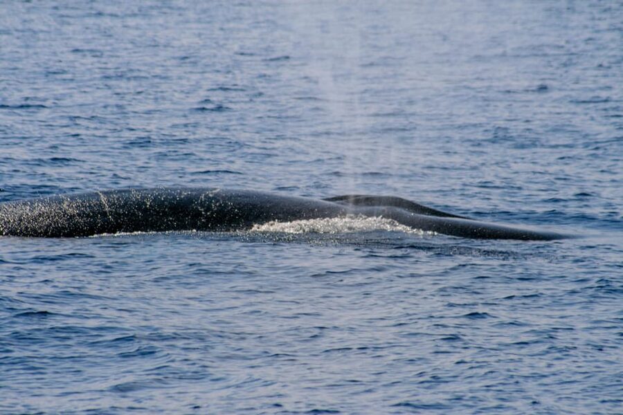 From Villefranche-sur-Mer: Guided Dolphin-Watching Tour - Should you book this dolphin-watching tour?