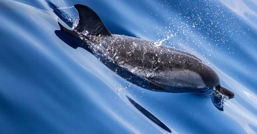From Villefranche-sur-Mer: Guided Dolphin-Watching Tour - What the cetacean ethologist adds