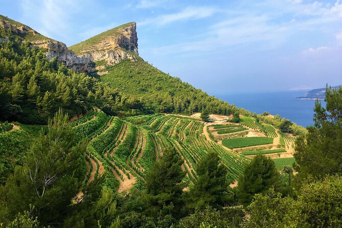 Full-day Wine Tour around Bandol & Cassis from Marseille - Key points to know before booking