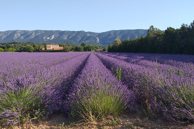 Gordes, Roussillon(+ Ochre Trail) & Fontaine de Vaucluse - The Ochre Trail brings color underfoot