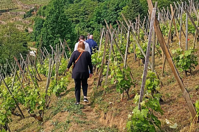 Guided Day Tour and Wine Tasting Northern Rhône Valley - Chavanay or Ampuis brings the first tasting