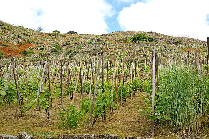 Guided Day Tour and Wine Tasting Northern Rhône Valley - Justine adds value beyond the formal tastings