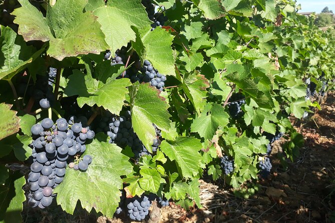 Guided Day Tour and Wine Tasting Northern Rhône Valley - Practical details that affect your day