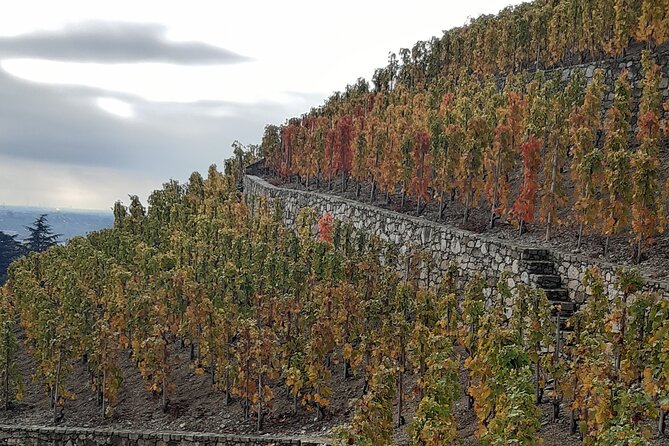 Guided tour and wine tasting Northern Rhône Valley - Ampuis and a second view of Northern Rhône wine