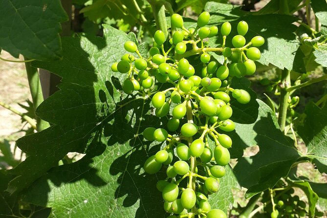Guided tour and wine tasting Northern Rhône Valley - How the timing affects your day