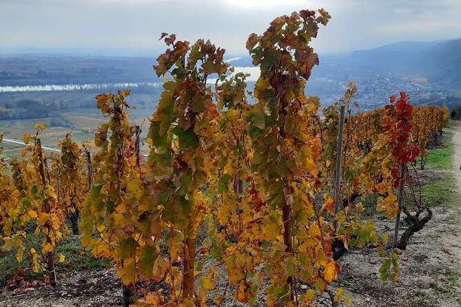 Guided tour and wine tasting Northern Rhône Valley - Who will enjoy this Northern Rhône tour most