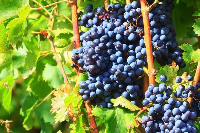Half Day Great Vineyard Tour from Avignon - Gigondas and Séguret show another side of Rhône wine