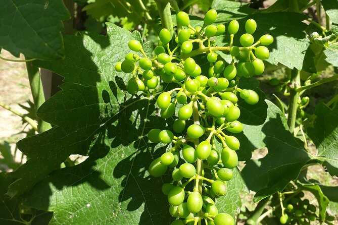 Half-Day Guided Tour with Tasting of Beaujolais Wines - The small-group size changes the feel
