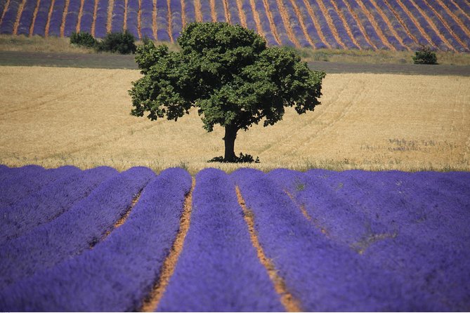 Half Day Lavender Road in Sault from Avignon - Gordes, with only a quick look