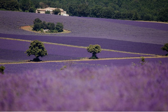 Half Day Lavender Road in Sault from Avignon - What five hours really gives you