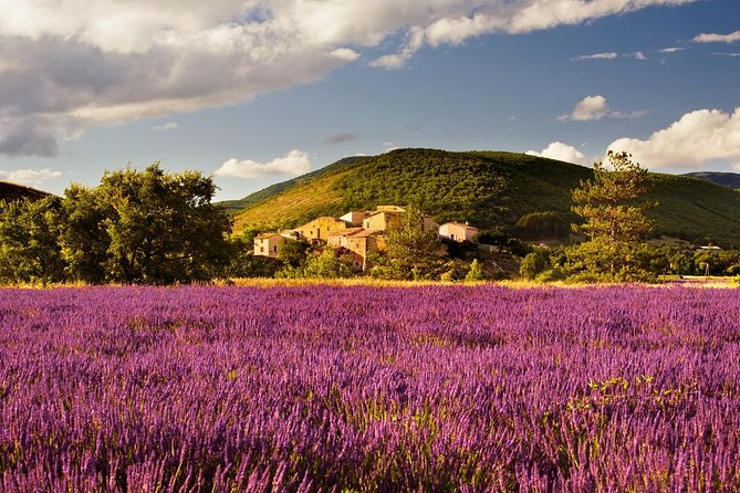 Half Day Lavender Road in Sault from Avignon - Sault and the lavender fields