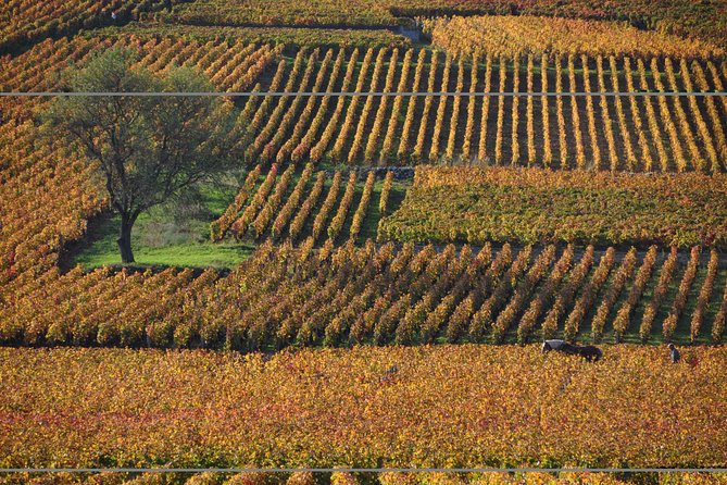 Half Day Tour of the Cote de Nuits Vineyards from Dijon - Walking among the Côte de Nuits vines