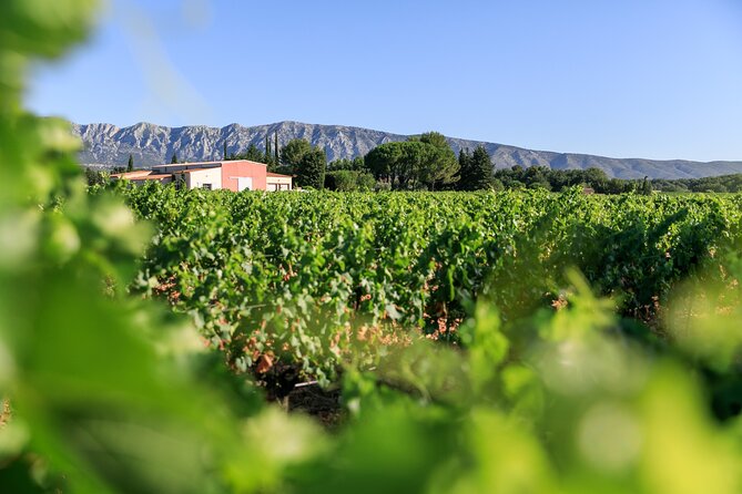 Half day Wine Tour in Côtes de Provence Sainte-Victoire from Aix en Provence - Key points to know before you book