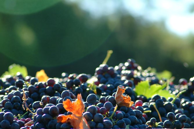 Half day Wine Tour in Côtes de Provence Sainte-Victoire from Aix en Provence - Who will enjoy this wine tour most?