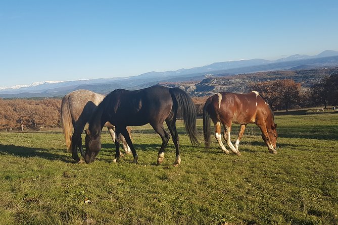 Horse ride in Haute Provence Luberon and Forcalquier - Timing, weather, and cancellation