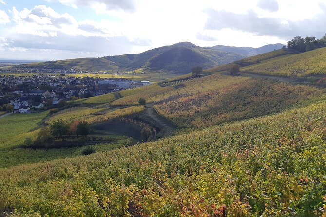 ICONICS Tour: 1/2 day on the Wine Route, visit of 2 Villages + Tasting. - What happens at the independent winery