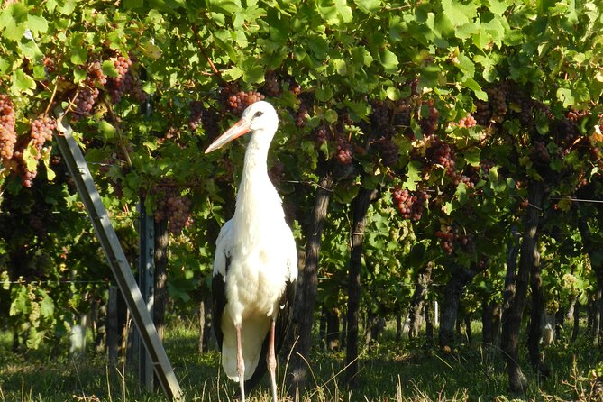 ICONICS Tour: 1/2 day on the Wine Route, visit of 2 Villages + Tasting. - Who should book this afternoon?