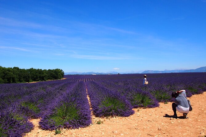 Lavender Fields Tour in Valensole from Marseille - Key points before you book