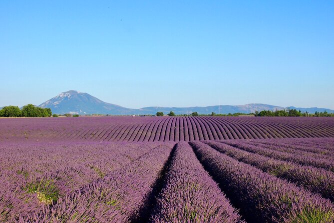 Lavender Fields Tour in Valensole from Marseille - How the schedule can change