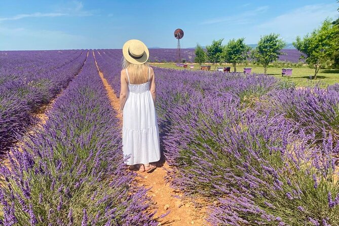 Lavender in Luberon Small Group Half-Day Trip - Sénanque Abbey and the lavender view