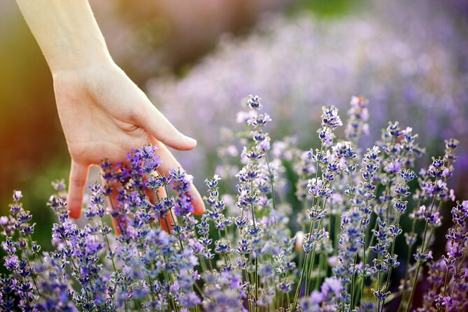 Lavender Route - Small-Group Day Trip from Avignon - What the Guide Adds to the Day
