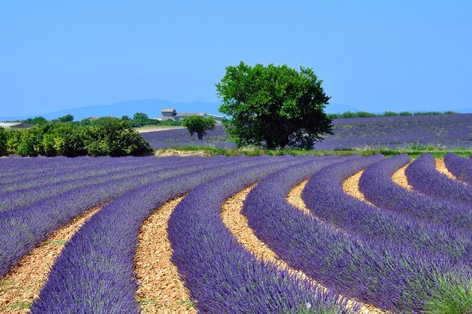 Lavender Small-Group Tour In Valensole from Marseille - Leaving Marseille for the Valensole Plateau
