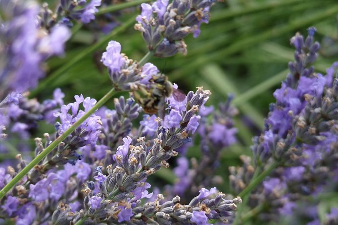 Lavender Small-Group Tour In Valensole from Marseille - Valensole Village and Its Lavender Shops