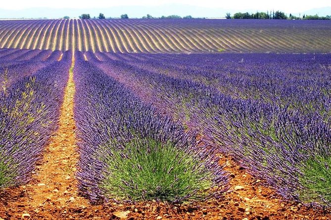 Lavender Small-Group Tour In Valensole from Marseille - Lunch and Free Time in Moustiers-Sainte-Marie