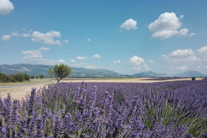 Lavender Small-Group Tour In Valensole from Marseille - Lac de Sainte-Croix and the Afternoon Finish