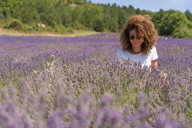 Lavender Small-Group Tour In Valensole from Marseille - Learning About Lavender at a Local Producer