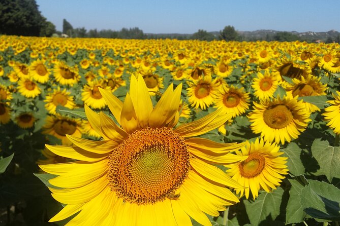 Luberon, Roussillon & Gordes Half-Day Tour from Avignon - Is $96.79 a fair price?