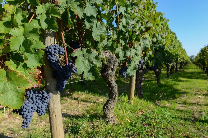 Medoc Region Wine Day Trip with Vineyard Visits & Tastings from Bordeaux - Is $266.16 a fair price?