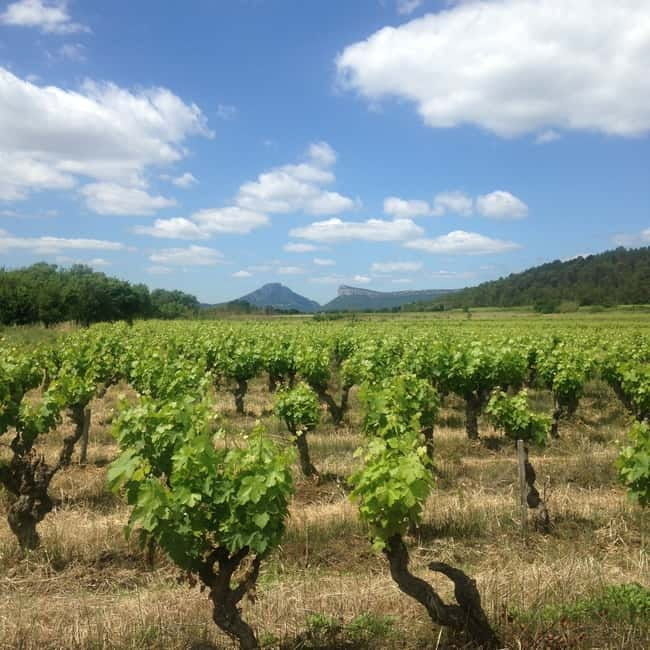 Montpellier: Pic Saint-Loup Wine Tour - The medieval village break