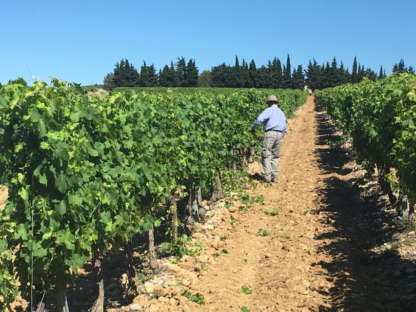 Montpellier Wine and Oyster Tour - From Montpellier to the Thau Lagoon