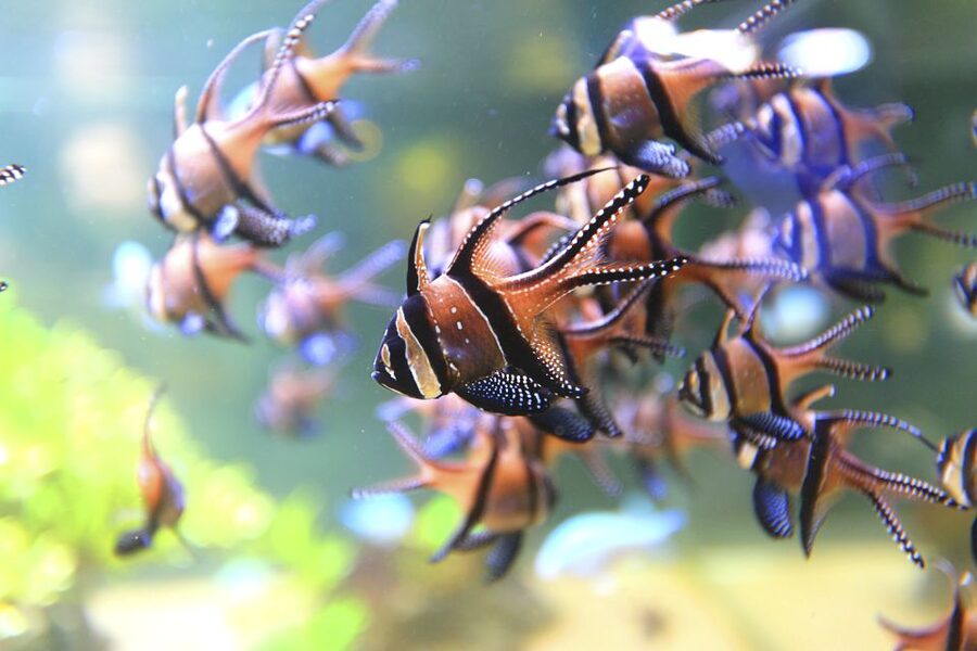 Nausicaá National Sea Center: Full-Day Entry Ticket - Who will enjoy Nausicaá most?