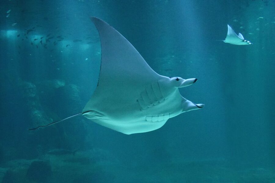 Nausicaá National Sea Center: Full-Day Entry Ticket - Why Nausicaá feels bigger than a normal aquarium