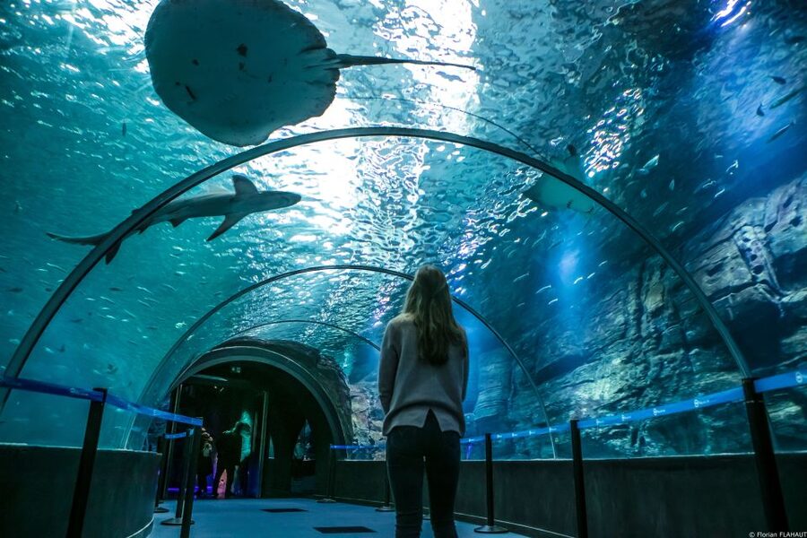 Nausicaá National Sea Center: Full-Day Entry Ticket - Sea lion medical training and other live activities