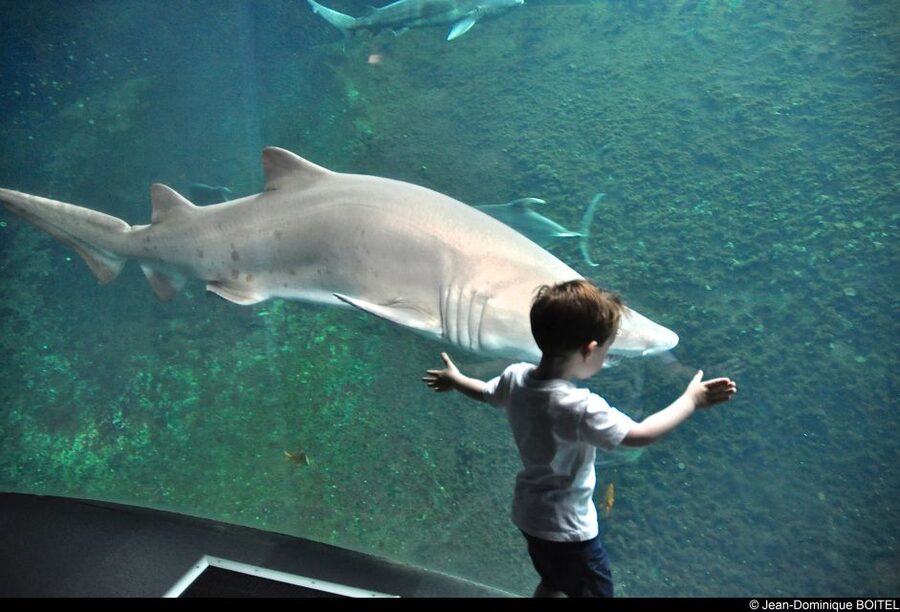 Nausicaá National Sea Center: Full-Day Entry Ticket - Food, breaks, and the practical side of the day
