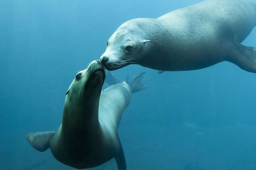 Nausicaá National Sea Center: Full-Day Entry Ticket - Audioguide, app, and language choices