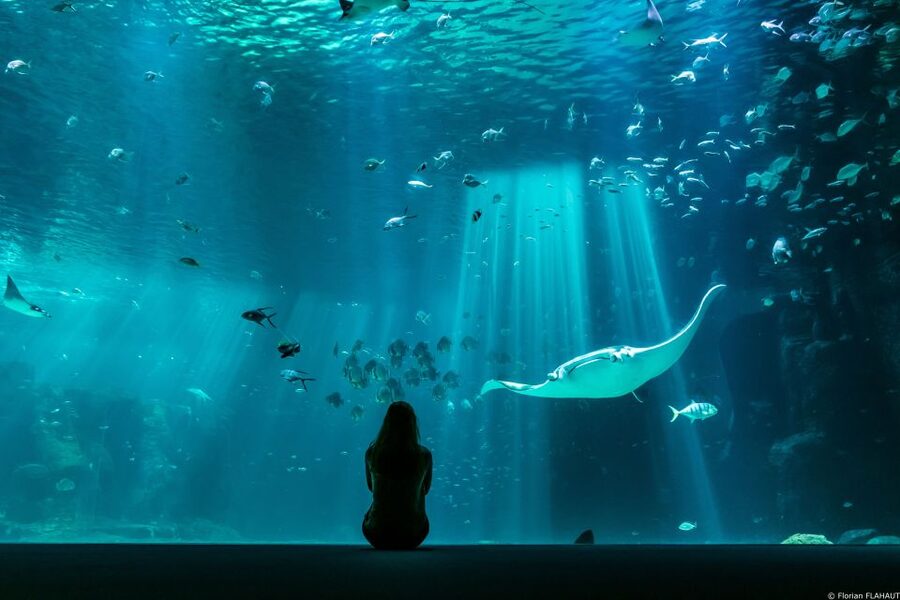 Nausicaá National Sea Center: Full-Day Entry Ticket - Is the $35 ticket good value?