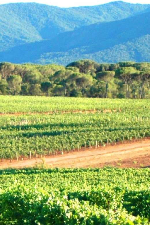 Nice: Full-Day Côtes de Provence Wine Tour - A traditional village break at midday